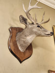 Sm. Mount Taxidermy