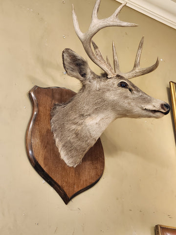 Sm. Mount Taxidermy