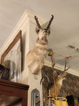 Med. Taxidermy