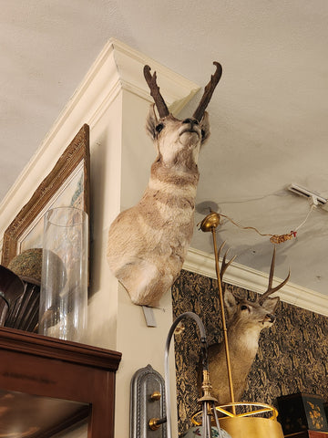 Med. Taxidermy