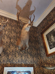 10PT.(A) Taxidermy
