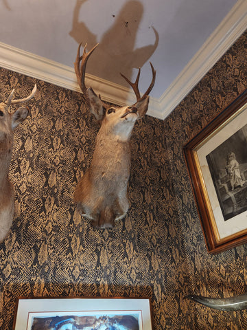 10PT.(A) Taxidermy
