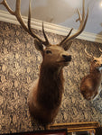 10PT,(B) Taxidermy