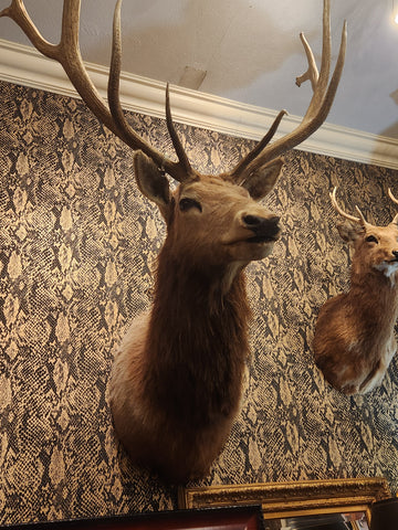 10PT,(B) Taxidermy