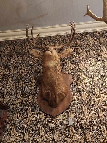 10PT.(C) Taxidermy