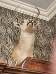 8PT. (A) Taxidermy