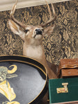 7PT. Taxidermy