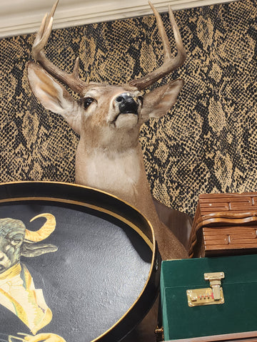 7PT. Taxidermy