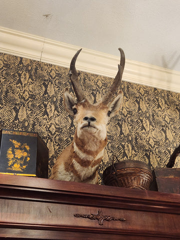 6PT. (B) Taxidermy