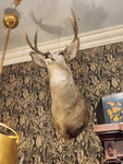 8PT. (B) Taxidermy