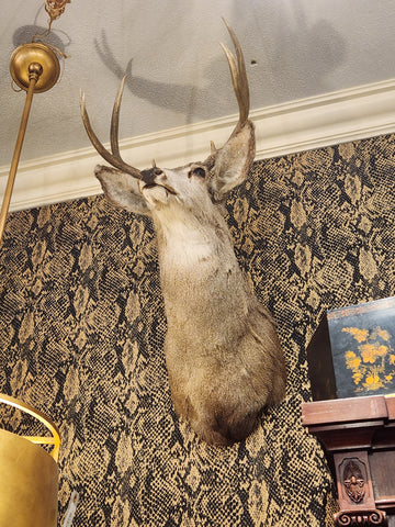 8PT. (B) Taxidermy