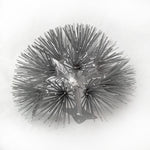 Platinum Dandelion Flower, Metal Flower Wall Art - Watson & Co